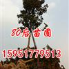 12公分廣玉蘭價(jià)格多少錢(qián)