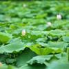 保定水芙蓉價格|水芙蓉廠家