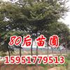 12公分櫸樹(shù)價(jià)格多少錢(qián)