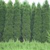 蜀檜報(bào)價(jià)、蜀檜價(jià)格、蜀檜供應(yīng)價(jià)格信息