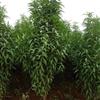 山東聊城大量碧桃出售3~10公分