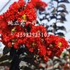 雙紅紫薇（紫葉紫薇）