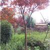 長期供應(yīng)紅楓