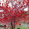 紅葉南天竹 常綠直立灌木 紅葉南天竹價(jià)格 江西綠農(nóng)基地