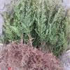 紅豆杉，紅楓，大小苗木低價(jià)批發(fā)供應甩售中