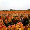 江蘇淮安“紅霞楊”（黃紅楊金紅楊紅黃楊丹紅楊彩葉植物）接穗
