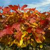 湖北黃岡“紅霞楊”圖片（金紅楊黃紅楊紅黃楊丹紅楊彩葉植物） 