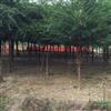 南方紅豆杉基地2圖片\南方紅豆杉基地2報(bào)價(jià)