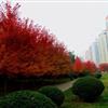 山東美國(guó)紅楓8最新報(bào)價(jià)/美國(guó)紅楓8圖片