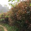 浙江臺州三門 紅葉石楠樹報價 紅葉石楠供應(yīng) 紅葉石楠價格