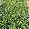 20高茶梅30高茶梅40高茶梅茶梅20高茶梅30高