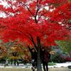 A63三季紅楓-四季紅楓苗,四季紅楓小苗價(jià)_四季紅價(jià)格_紅楓