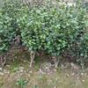 浙江寧波供應(yīng)茶花