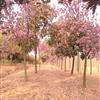 紅玉蘭6一12公分行情報(bào)價(jià)\紅玉蘭6一12公分圖片展示