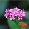 浙江省杭州市蕭山區(qū)供應(yīng)粉花繡線菊