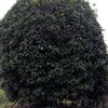 供應(yīng)大批量日本紅楓，精品桂花，紅白玉蘭