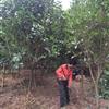 供應(yīng)楊梅、廣玉蘭、桂花、紅花檵木、紅葉石楠、八月桂