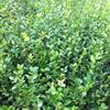 兩年生油茶實(shí)生苗