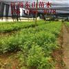供應(yīng)江西宜春1年生紅豆杉200萬棵