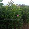 供應(yīng)紅運(yùn)玉蘭小苗