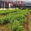 供應江西宜春1年生紅豆杉200萬(wàn)棵供應/1年生紅豆杉200萬(wàn)棵圖片
