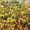 供應(yīng)江西宜春1一3公分青楓信息