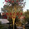 供應(yīng)江西宜春茶花4-8公分供應(yīng)/茶花4-8公分圖片