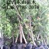 供應(yīng)江西宜春地徑3-5公分羅漢松信息