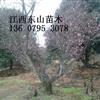 供應(yīng)江西宜春地徑20公分紅梅信息