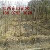 供應(yīng)江西宜春江西無患子4-12公分信息