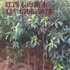 供應(yīng)江西宜春杜英1一3公分20萬棵2報價/江西杜英1一3公分20萬棵2報價