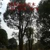供應(yīng)江西宜春香樟30一60公分行情報價\香樟30一60公分