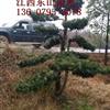 供應(yīng)江西宜春造型羅漢松8-15公分供應(yīng)/造型羅漢松8-15公分