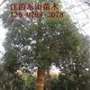 供應(yīng)江西宜春桂花40公分最新報(bào)價(jià)/桂花40公分圖片