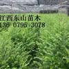 供應(yīng)江西宜春紅豆杉1-12公分行情報(bào)價\紅豆杉1-12公分圖片展示