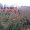 供應(yīng)江西宜春紅葉石楠1米一1、5米高行情報(bào)價(jià)\紅葉石楠1米一1、5米高圖片展示
