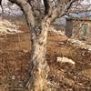 直徑25-30公分 樹(shù)形樹(shù)冠美觀 有一百五十棵 二十年樹(shù)齡的石榴樹(shù)