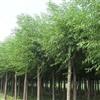 山東東營2公分國槐價格