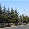 山東 青島 大規(guī)格雪松 低價處理 8米 9米 10米以上