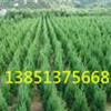 無中介誠售500萬棵-檜柏，蜀檜，塔柏，側柏