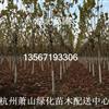 法國(guó)梧桐供應(yīng)/法國(guó)梧桐圖片