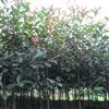 浙江2-15CM紅葉石楠都有最新報(bào)價(jià)/2-15CM紅葉石楠都有圖片