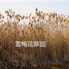 蘆荻，花葉蘆荻，蘆荻竹，蘆竹，各種水生植物