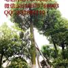 香樟樹(shù)實(shí)圖拍照  圍徑108公分  湖南大香樟 （027）