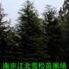 1米-5米雪松價(jià)格最新報(bào)價(jià)