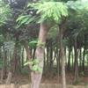15公分國槐價格