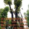 （077）湖南大香樟樹實(shí)圖拍照  圍徑90公分  邵陽大香樟