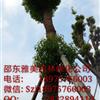  （099）湖南大香樟樹(shù)實(shí)圖拍照  圍徑98公分邵陽(yáng)大香樟