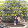 湖南特大桂花實(shí)圖拍照湖南大金桂桂（001）