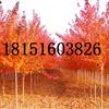 紅楓價格報價表，紅楓基地產(chǎn)地行情